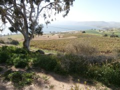Mount of Beatitudes, looking down to banana plants and to Sea of Galilee